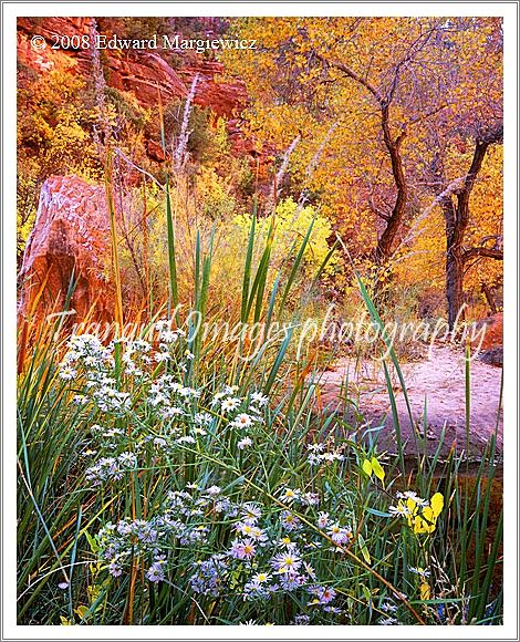 450551  Wild flowers and autumn colors along Pine Creek, Utah